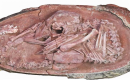  中国出土超罕见6600万年前恐龙胚胎化石
