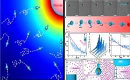 仿生趋化胶体马达研究方面取得新进展