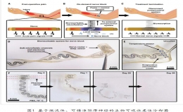 Science上发表疼痛阻滞柔性电子器件研究成果