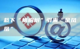 栽下“梧桐树”引来“金凤凰”