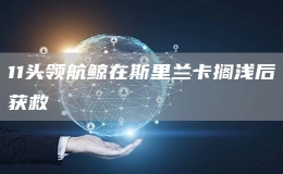  11头领航鲸在斯里兰卡搁浅后获救
