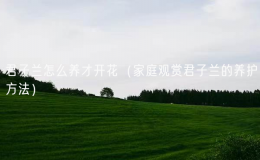 君子兰怎么养才开花（家庭观赏君子兰的养护方法）