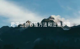 君子兰的养殖方法和注意事项（家庭养殖君子兰的方法）