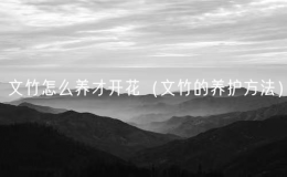 文竹怎么养才开花（文竹的养护方法）