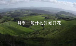 月季一般什么时候开花（月季开花的时机）