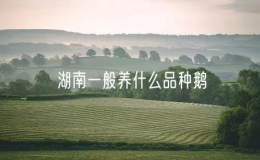 湖南一般养什么品种鹅