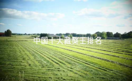 中国十大藏獒王排名（中国最有名的10只藏獒）