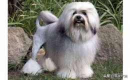 世界十大最贵名犬：又贵又好看的狗品种