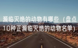 濒临灭绝的动物有哪些（盘点10种正濒临灭绝的动物名单）