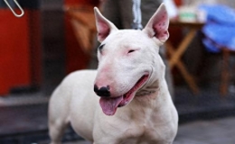 十大战斗力最强的狗排名（全球十大猛犬排行榜）